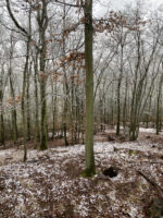 Blick in den Rhöner Wald